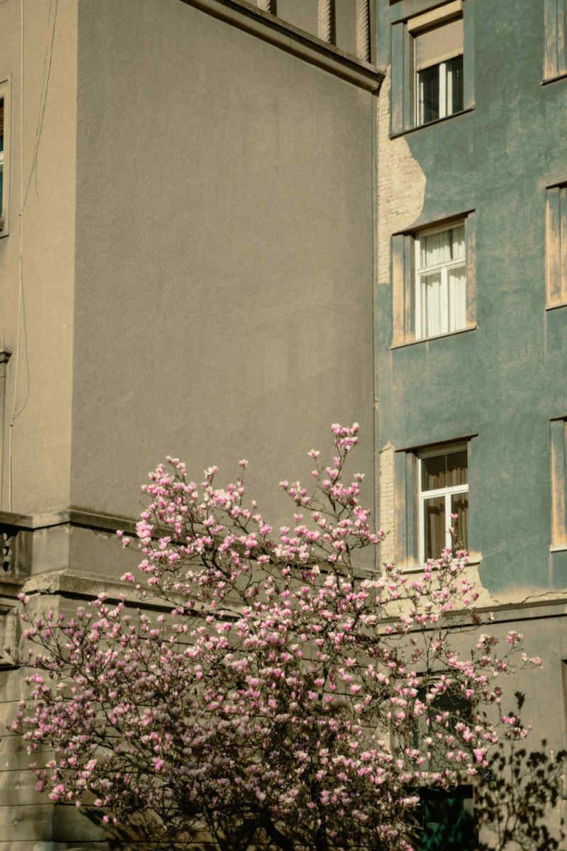 Wall Poster - Cherry Blossom Tree in Croatia
