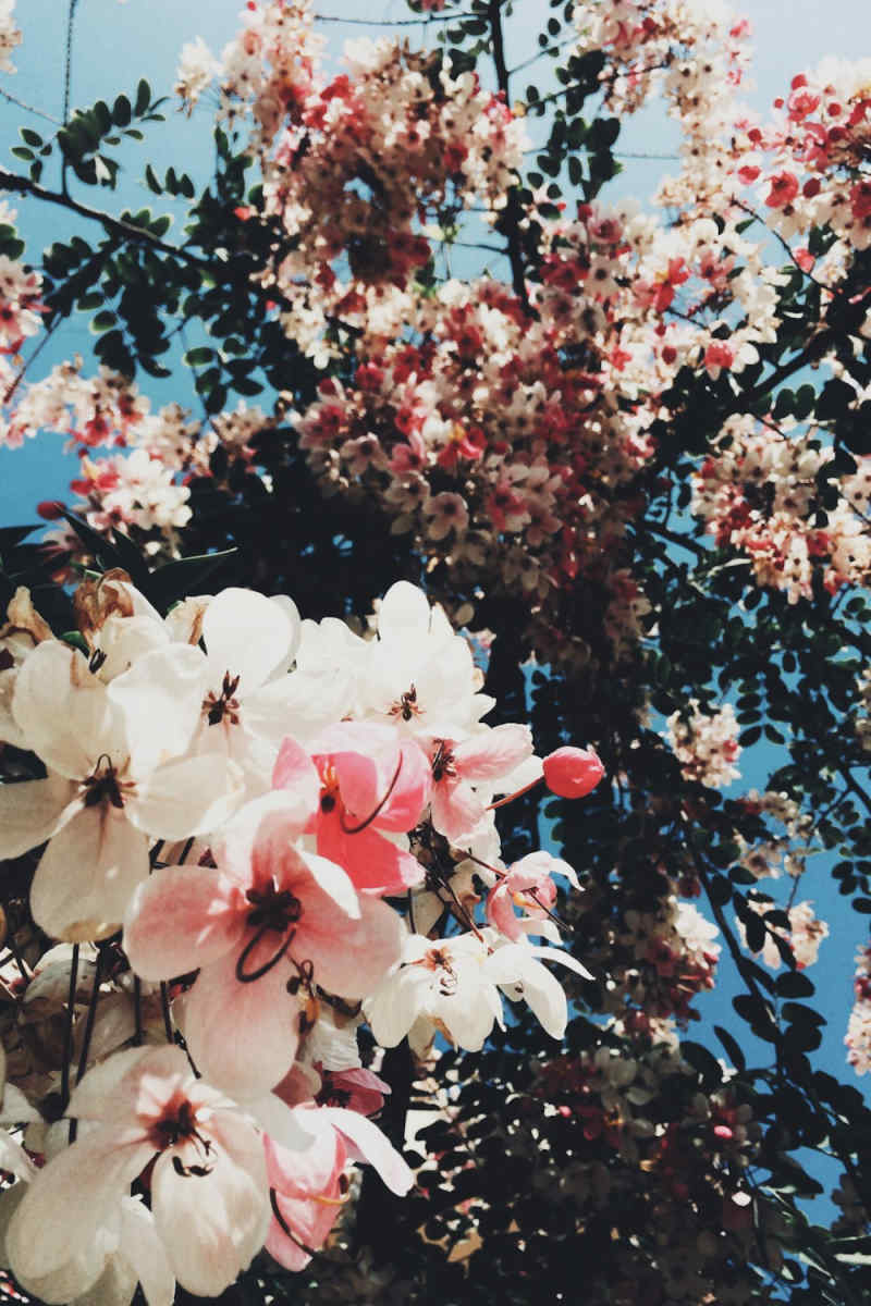 Wall Poster - Cherry Blossom Tree in Egypt