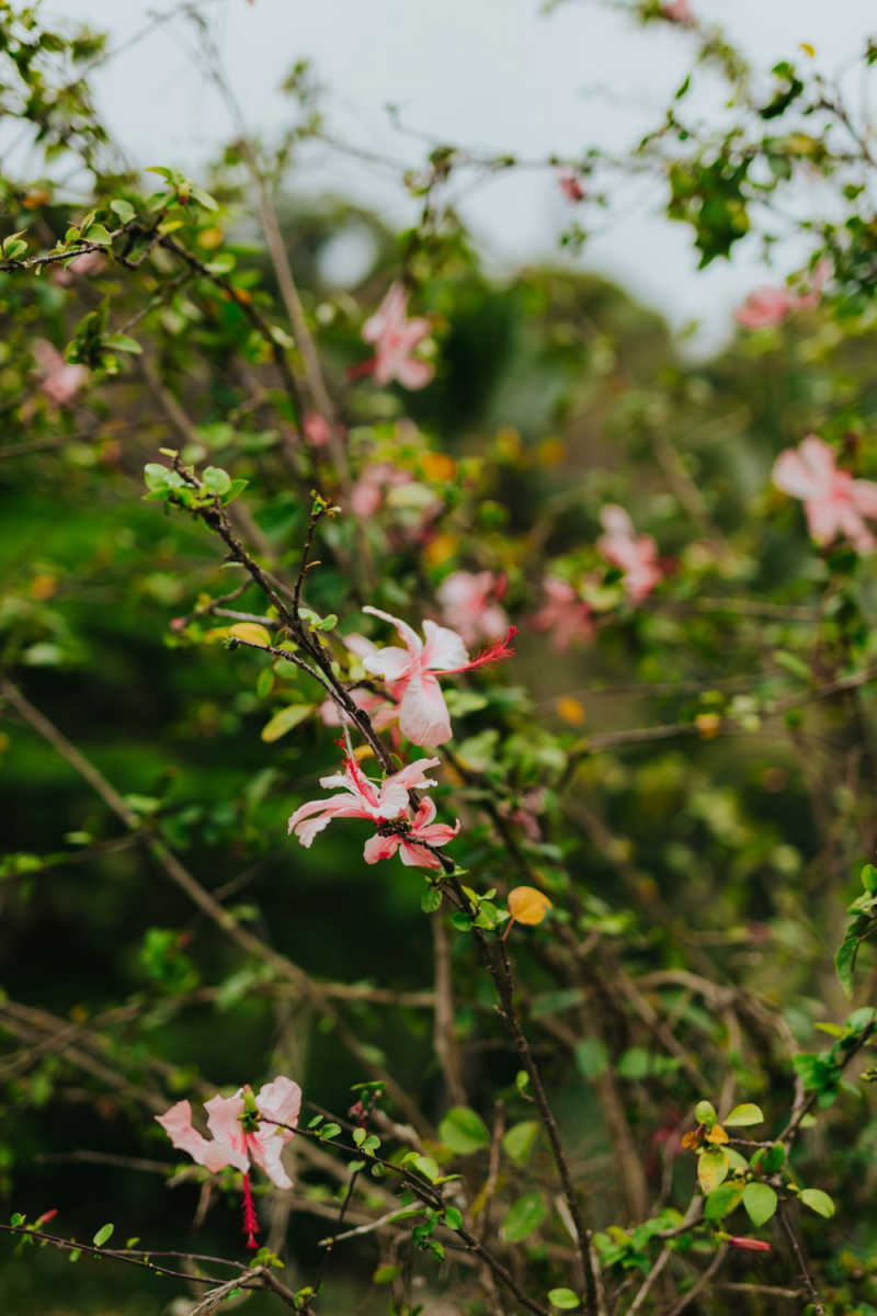 Wall Poster - Cherry Blossom Tree in Hawaii