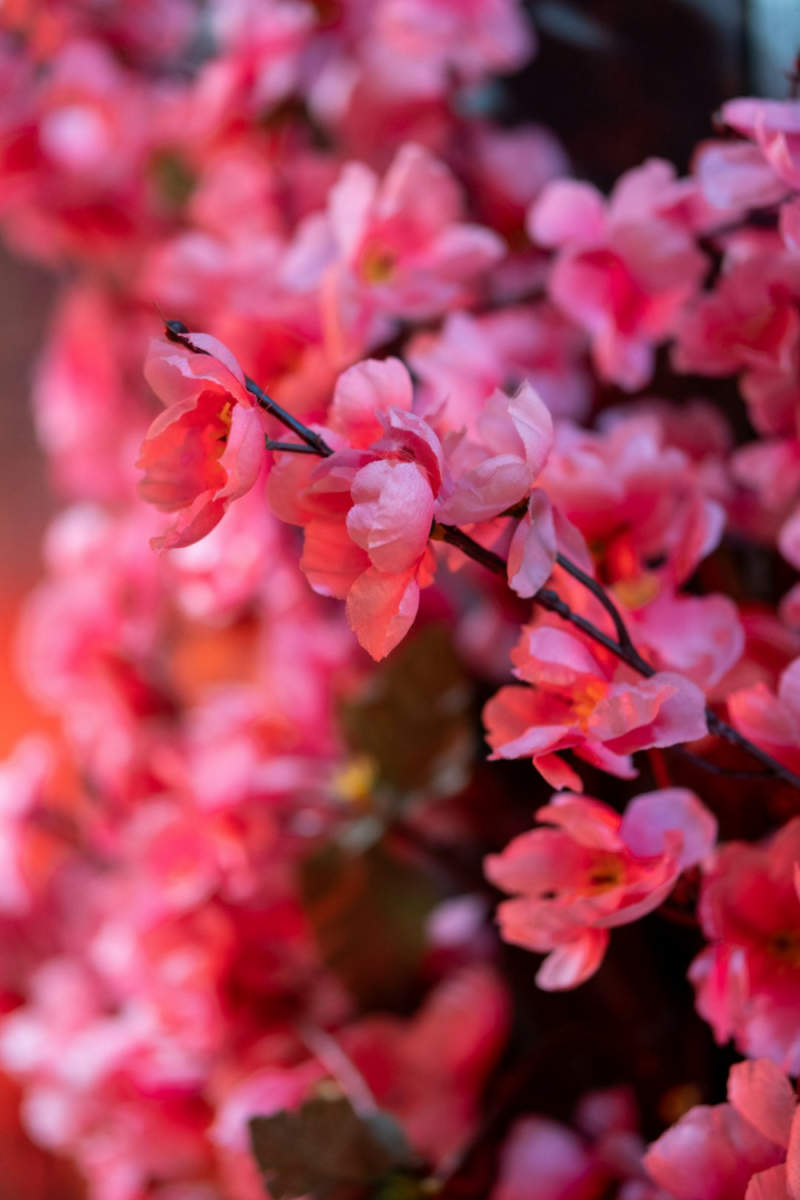 Wall Poster - Cherry Blossom Tree in Ireland
