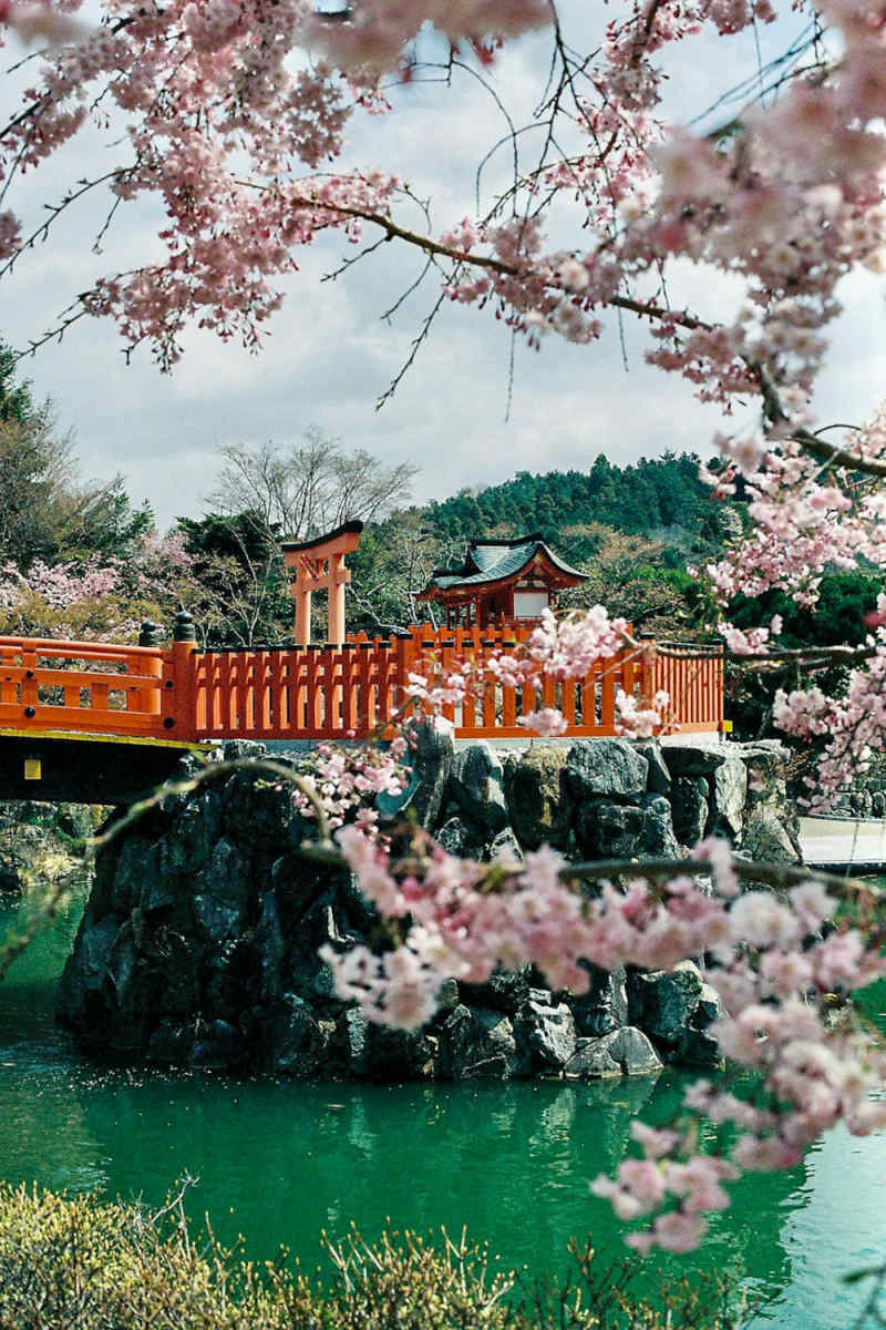 Wall Poster - Cherry Blossom Tree in Japan