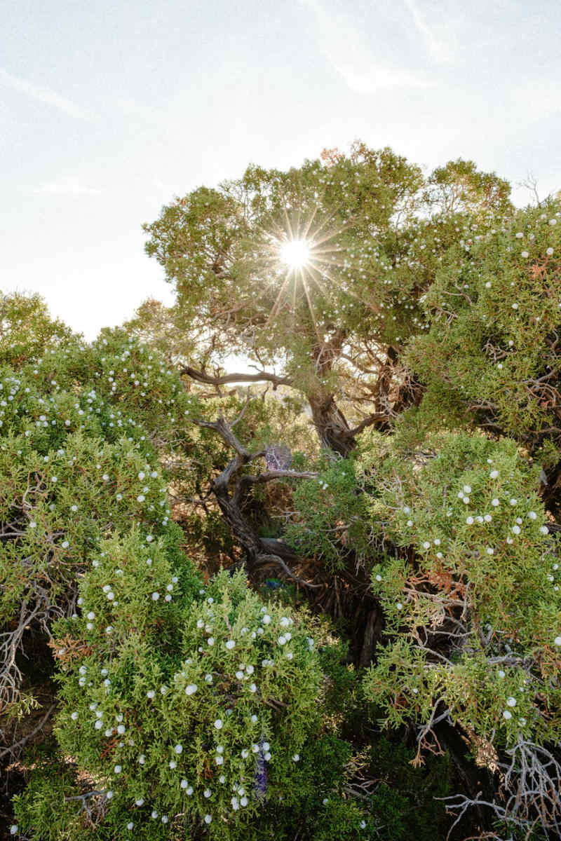 Wall Poster - Cherry Blossom Tree in Joshua Tree