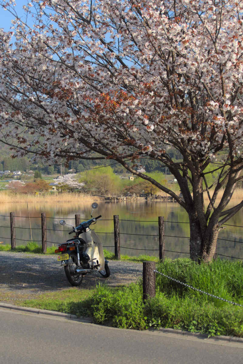 Wall Poster - Cherry Blossom Tree in Kyoto