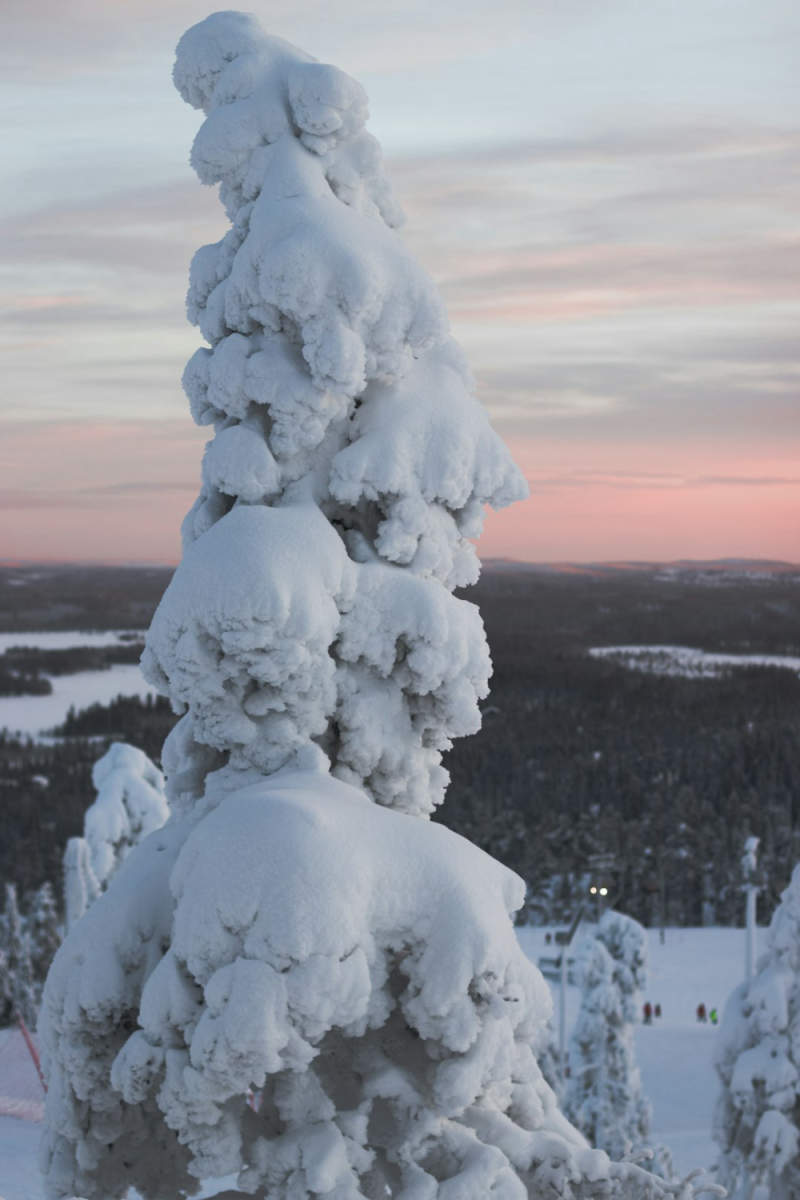 Wall Poster - Cherry Blossom Tree in Lapland