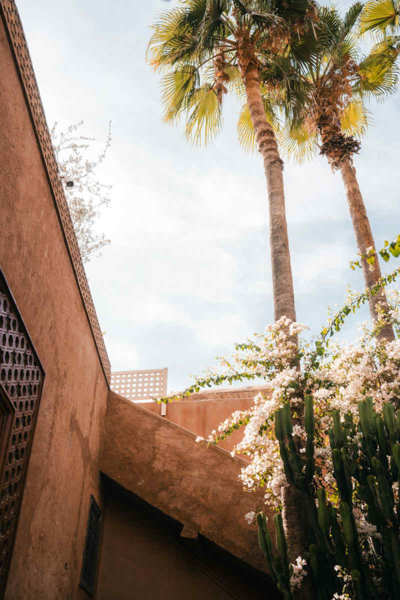 Wall Poster - Cherry Blossom Tree in Marrakech