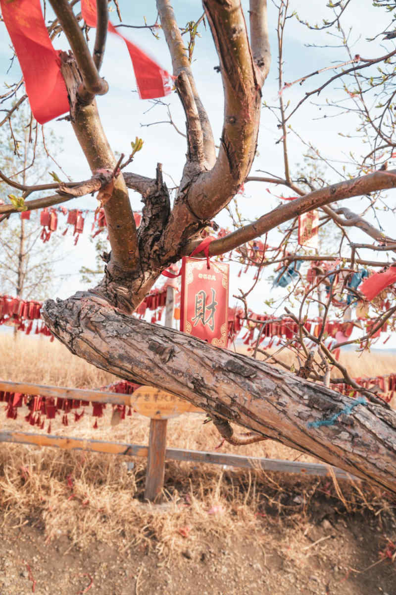 Wall Poster - Cherry Blossom Tree in Mongolia