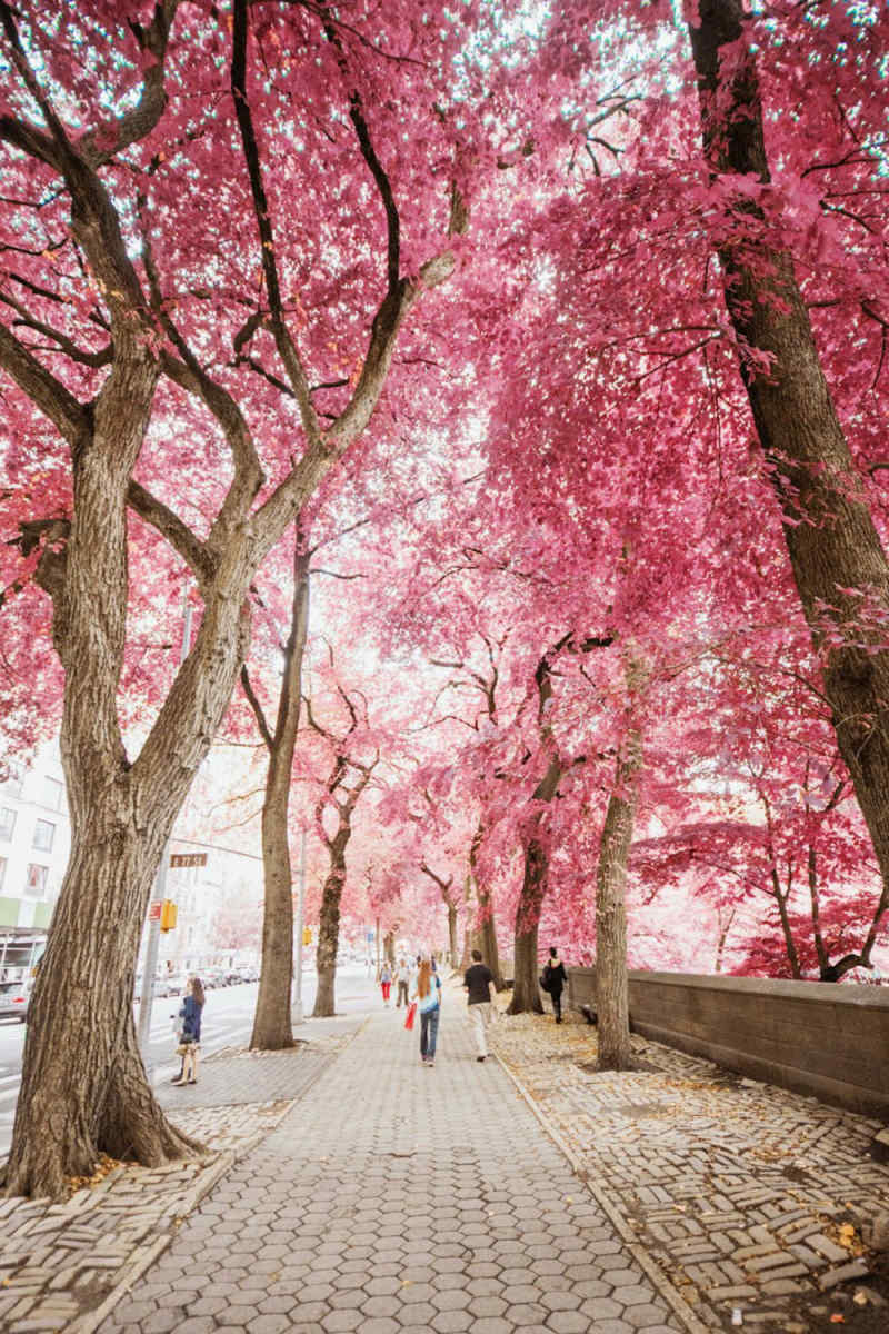 Wall Poster - Cherry Blossom Tree in New York