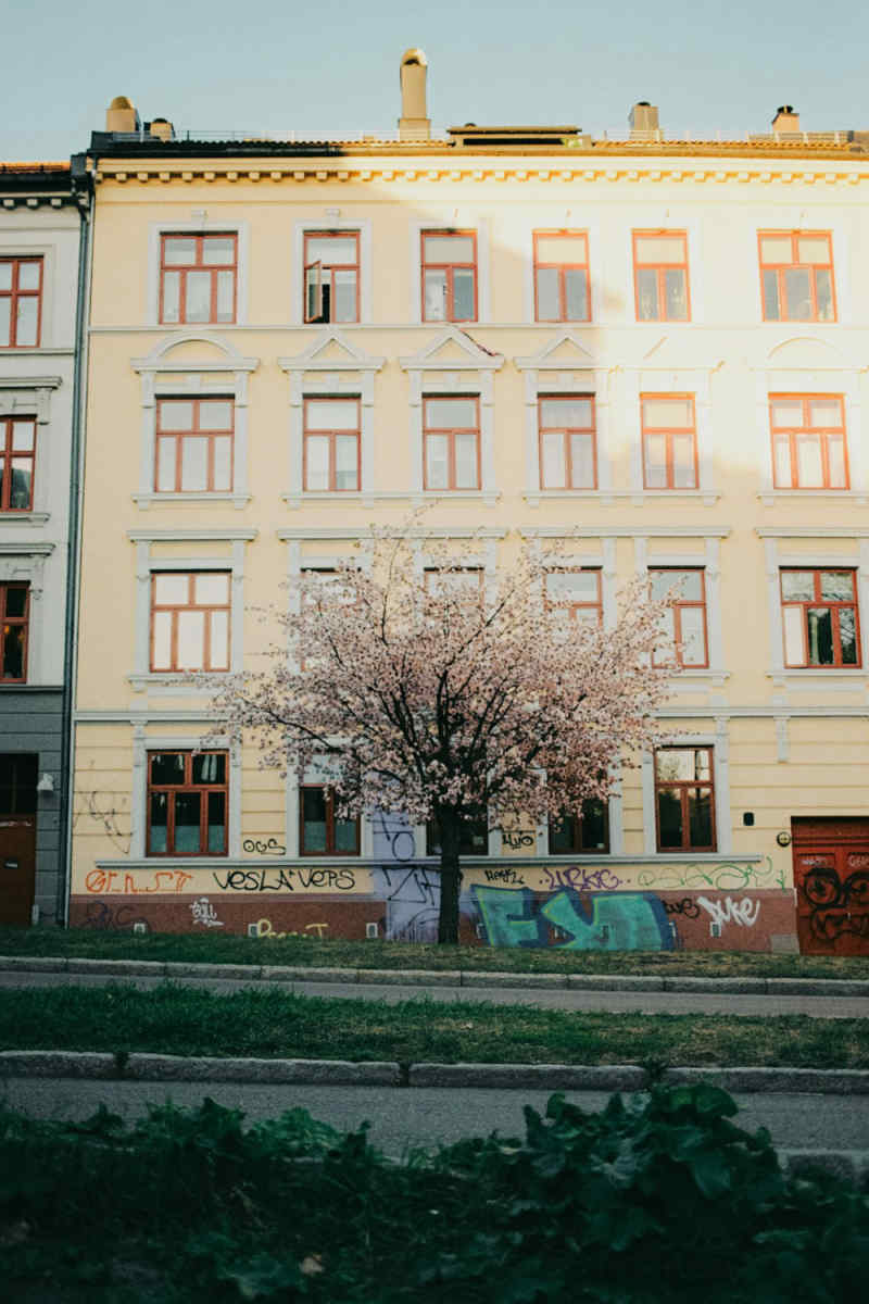 Wall Poster - Cherry Blossom Tree in Norway
