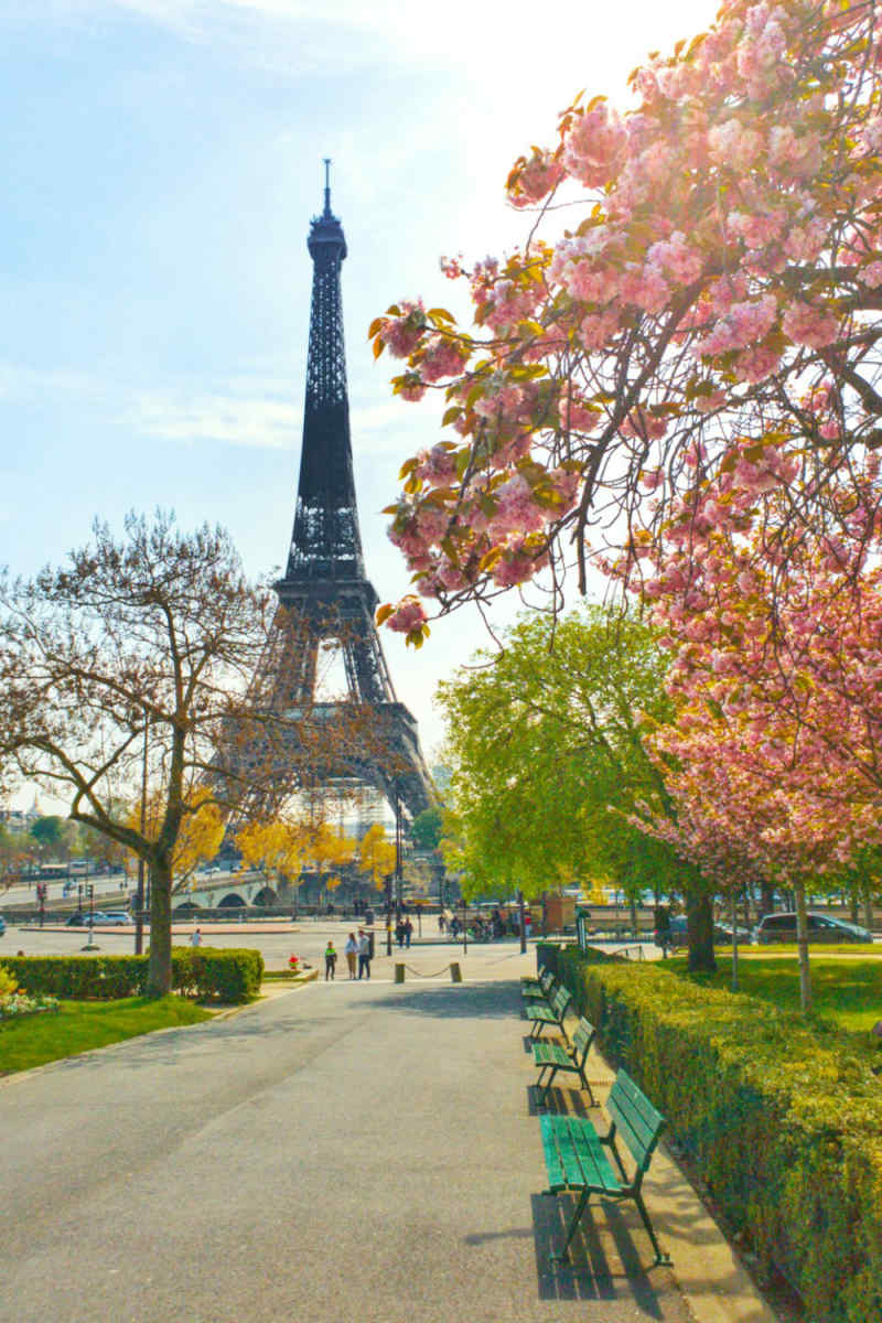 Wall Poster - Cherry Blossom Tree in Paris