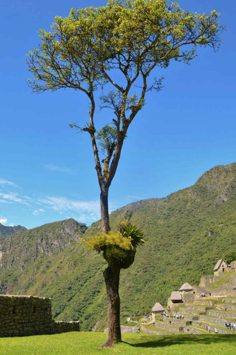 Wall Poster - Cherry Blossom Tree in Peru