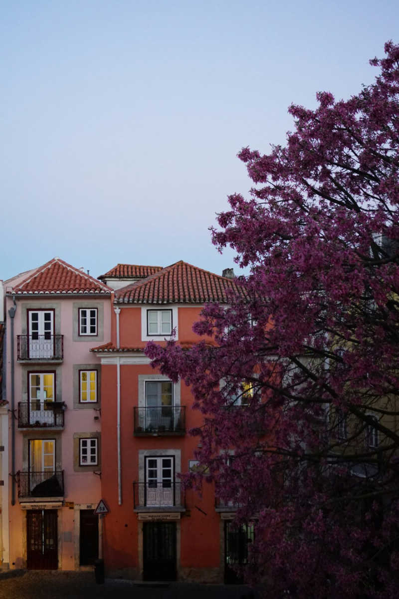 Wall Poster - Cherry Blossom Tree in Portugal
