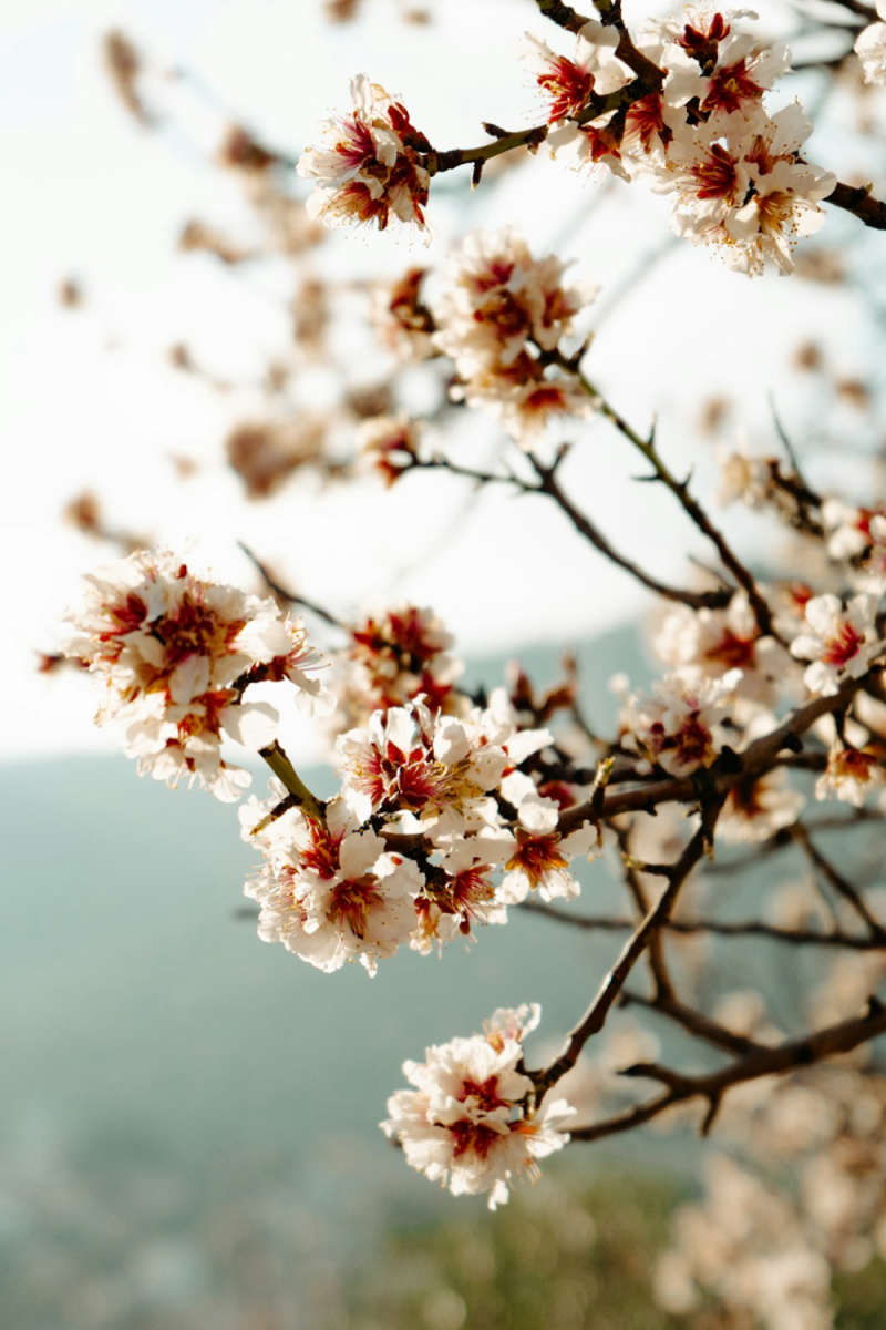 Wall Poster - Cherry Blossom Tree in Provence