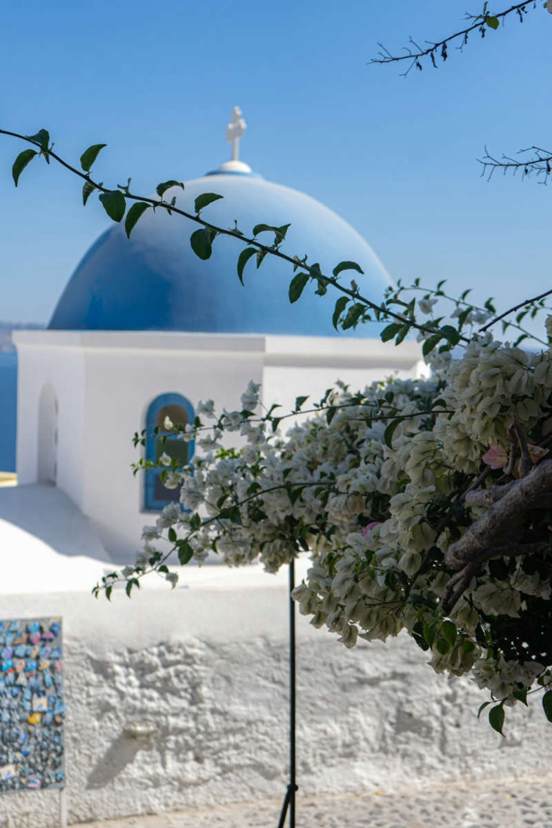 Wall Poster - Cherry Blossom Tree in Santorini