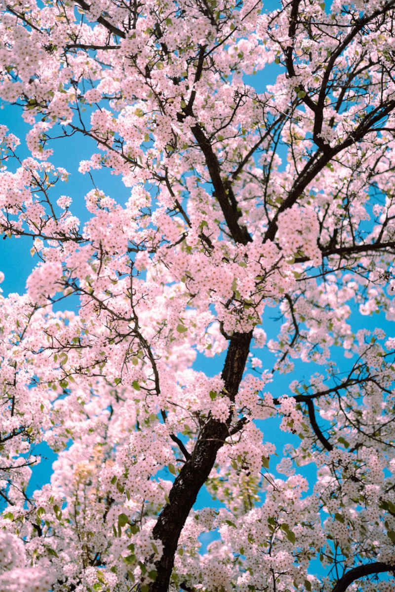 Wall Poster - Cherry Blossom Tree in Sedona