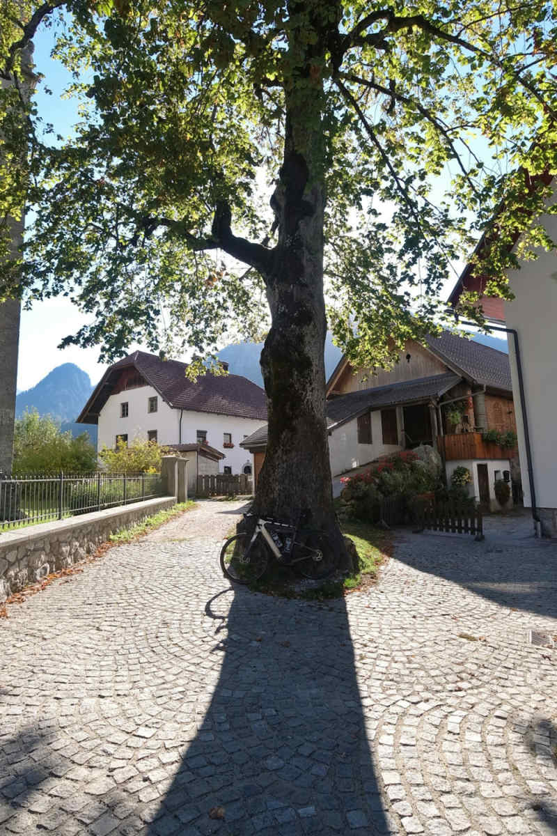 Wall Poster - Cherry Blossom Tree in Slovenia