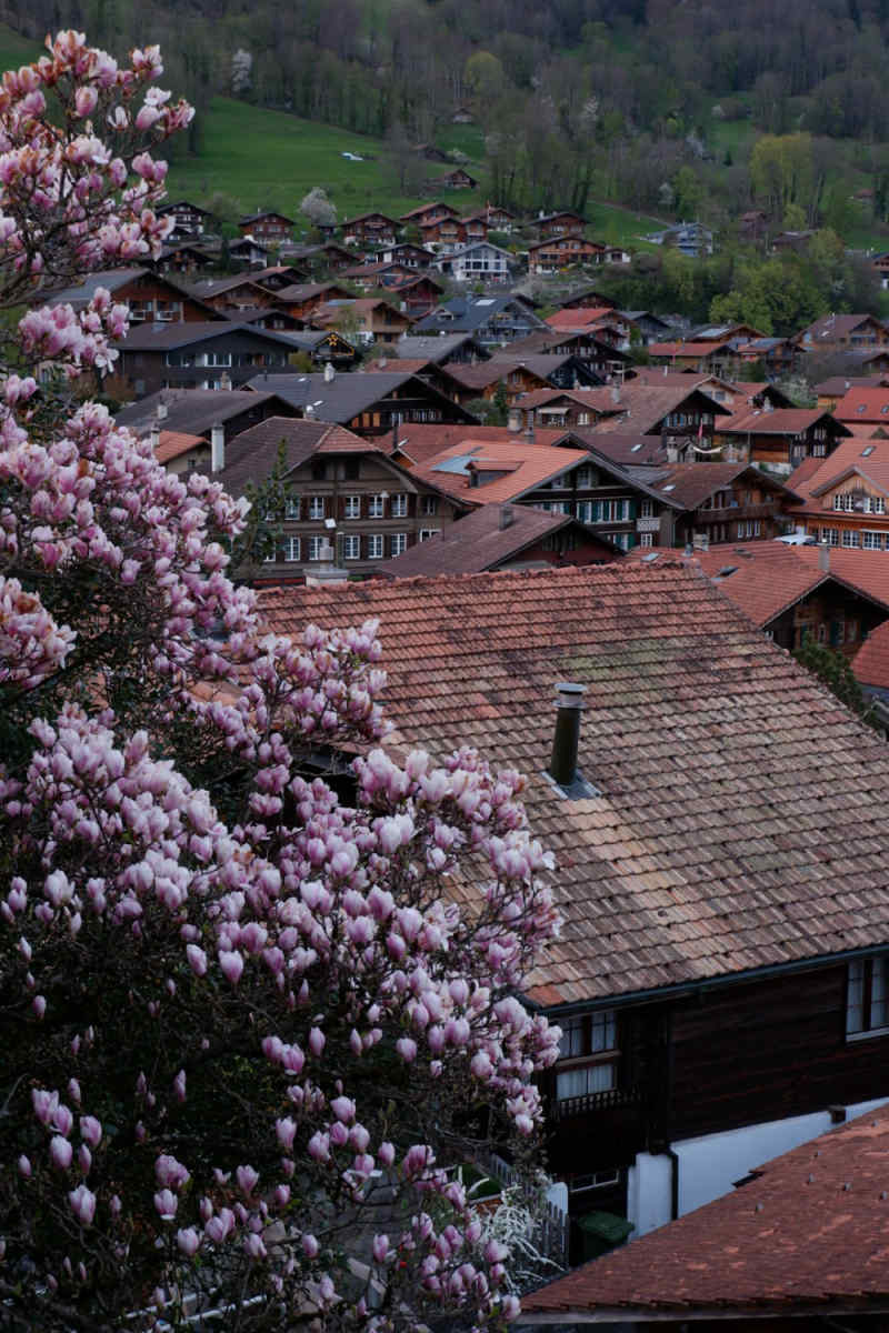 Wall Poster - Cherry Blossom Tree in Switzerland