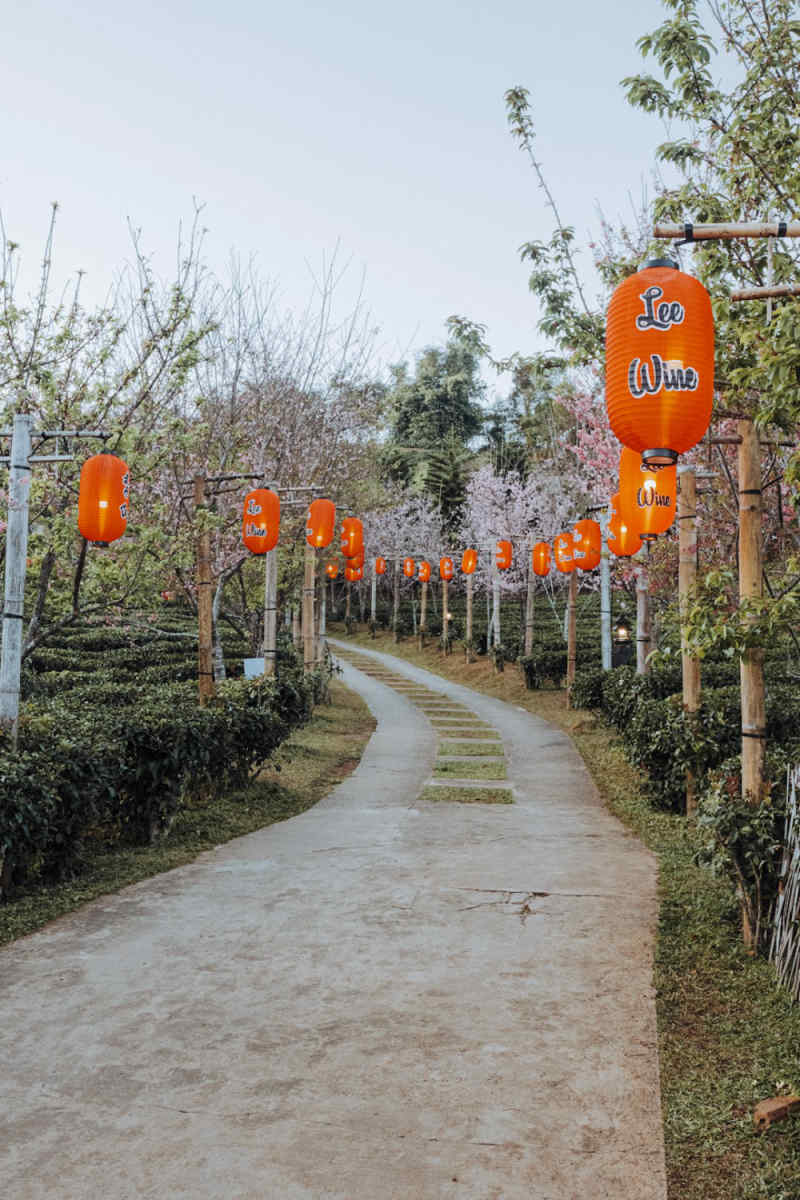 Wall Poster - Cherry Blossom Tree in Thailand