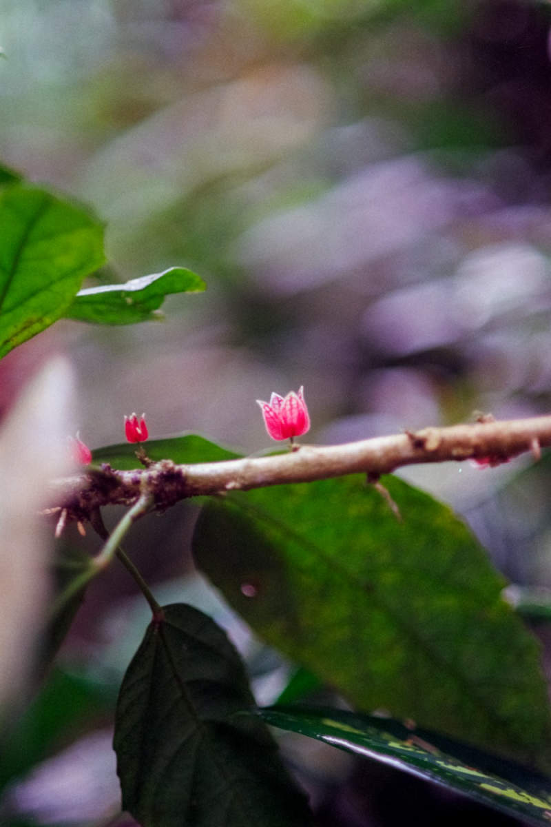 Wall Poster - Cherry Blossom Tree in the Amazon Rainforest