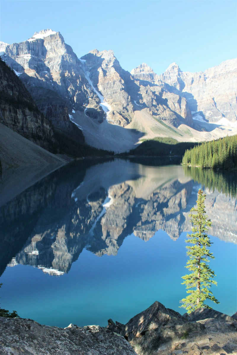 Wall Poster - Cherry Blossom Tree in the Canadian Rockies