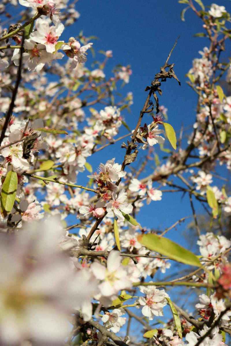 Wall Poster - Cherry Blossom Tree in the Canary Islands