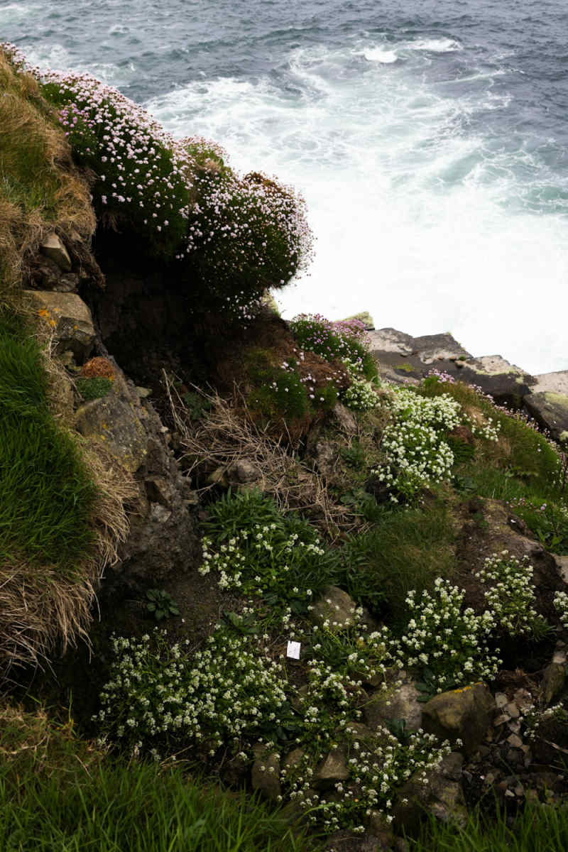 Wall Poster - Cherry Blossom Tree in the Cliffs of Moher