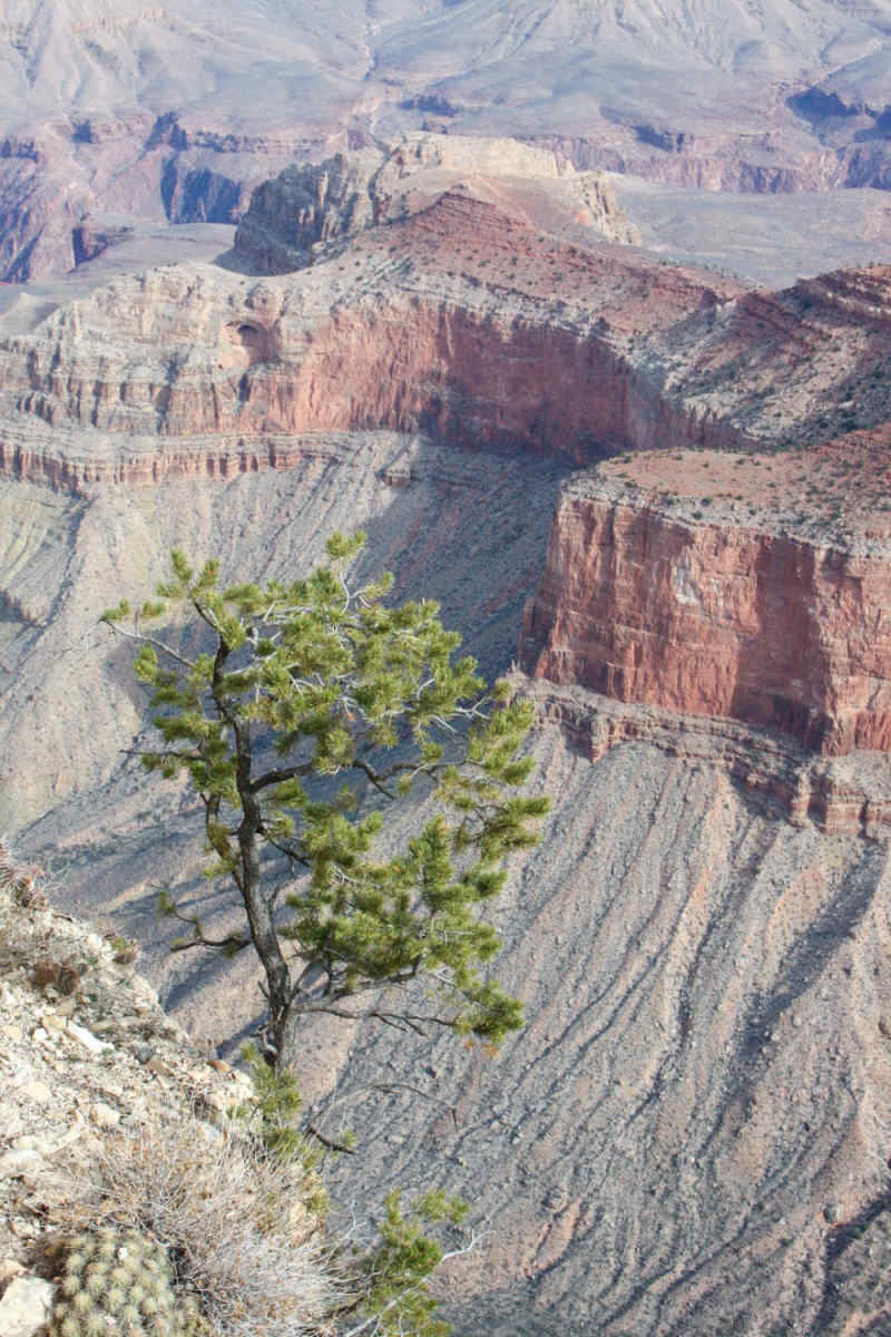Wall Poster - Cherry Blossom Tree in the Grand Canyon