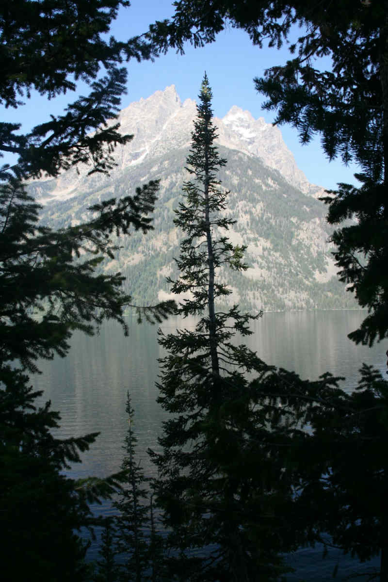 Wall Poster - Cherry Blossom Tree in the Grand Tetons