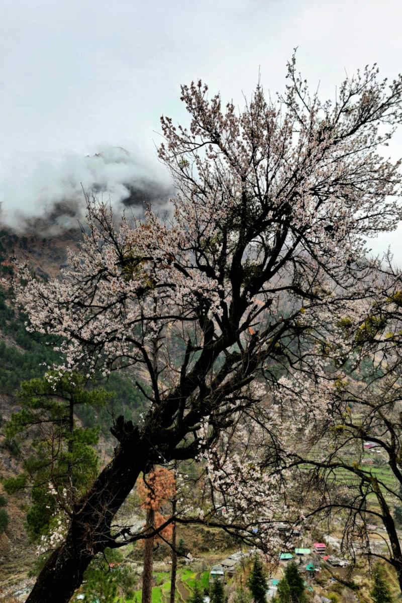 Wall Poster - Cherry Blossom Tree in the Himalayas