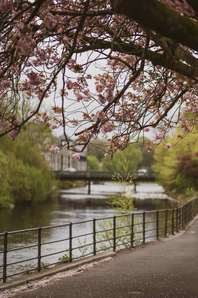 Wall Poster - Cherry Blossom Tree in the Lake District