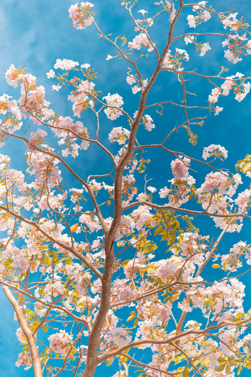 Wall Poster - Cherry Blossom Tree in the Maldives