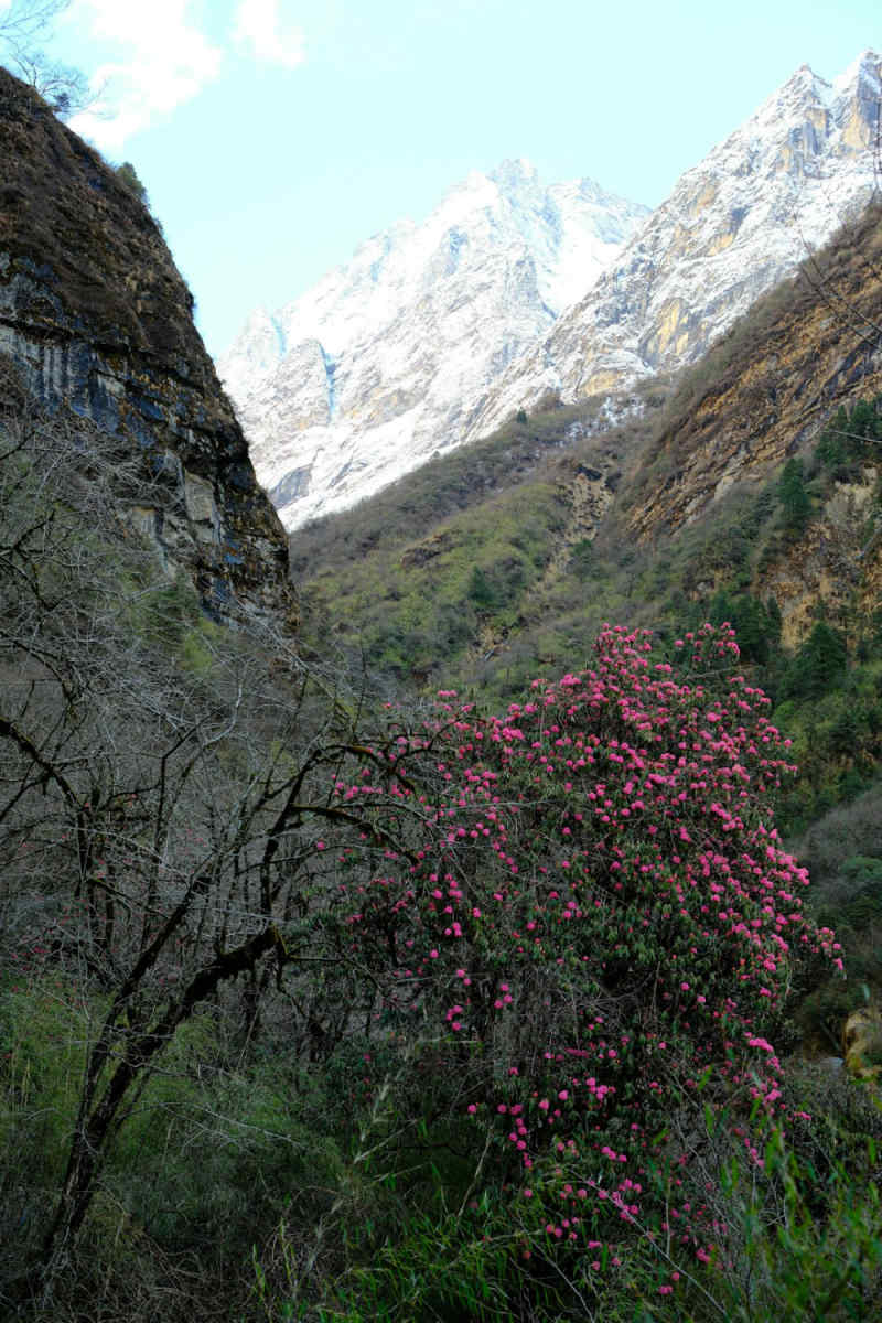 Wall Poster - Cherry Blossom Tree in the Rocky Mountains