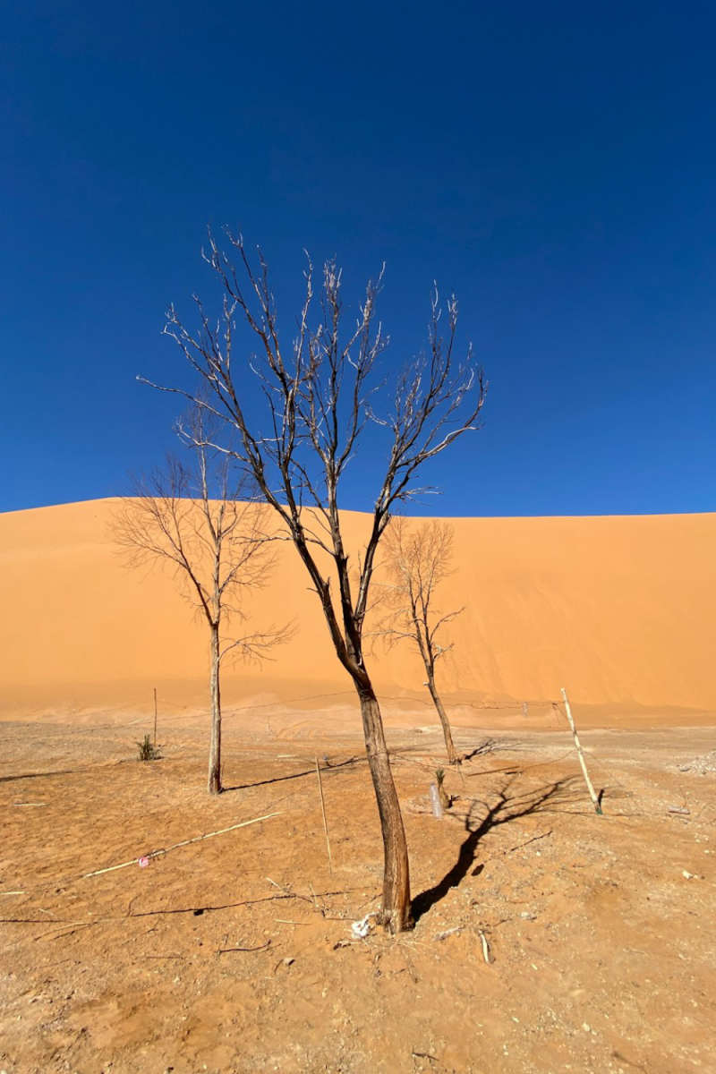Wall Poster - Cherry Blossom Tree in the Sahara