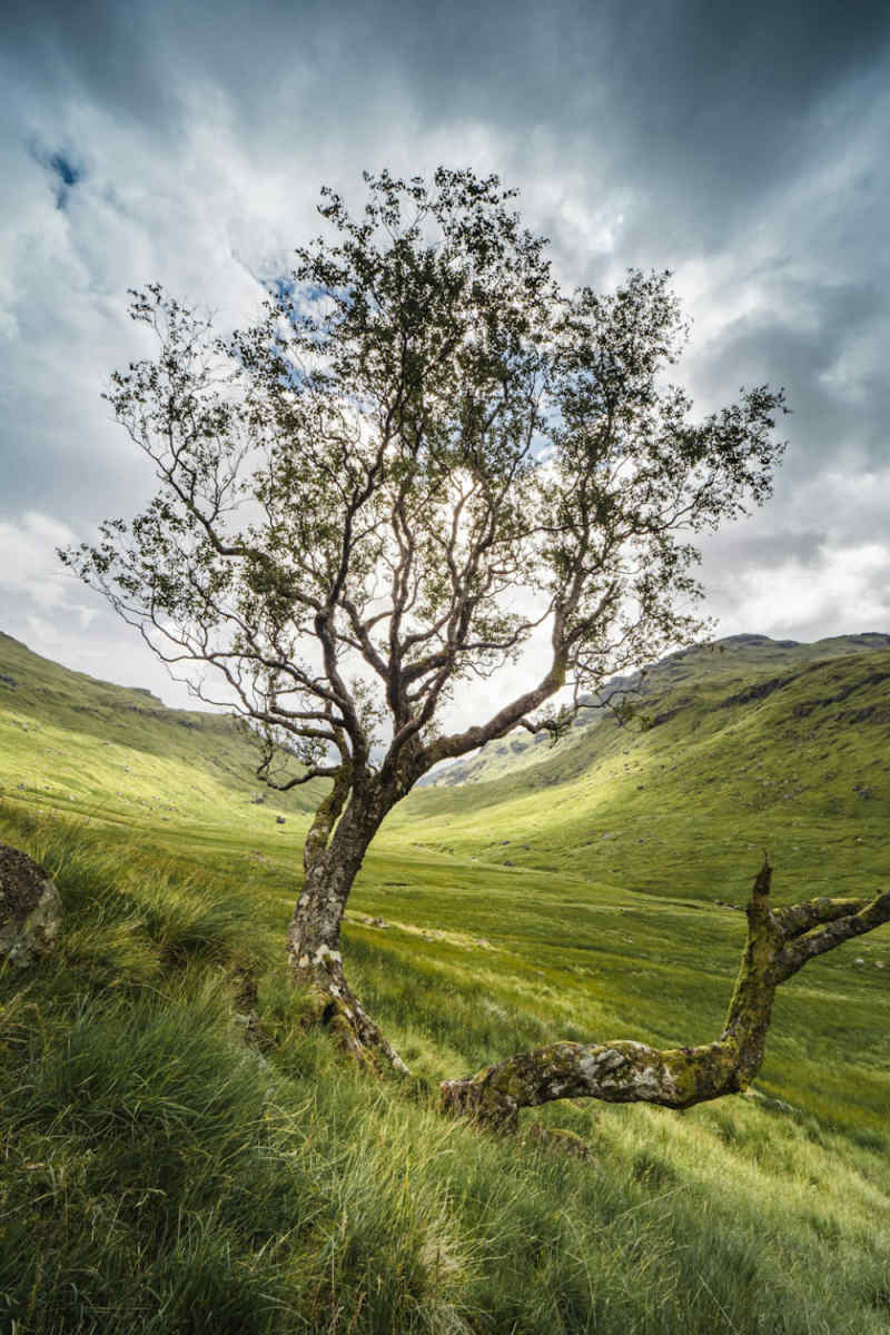 Wall Poster - Cherry Blossom Tree in the Scottish Highlands