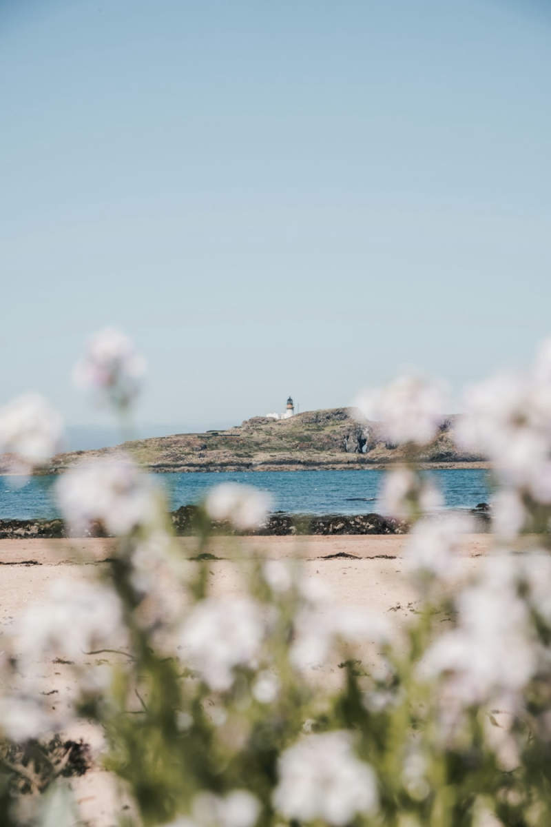 Wall Poster - Cherry Blossom Tree in the Scottish Isles