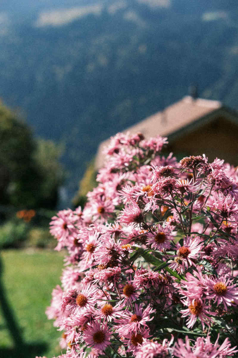 Wall Poster - Cherry Blossom Tree in the Swiss Alps