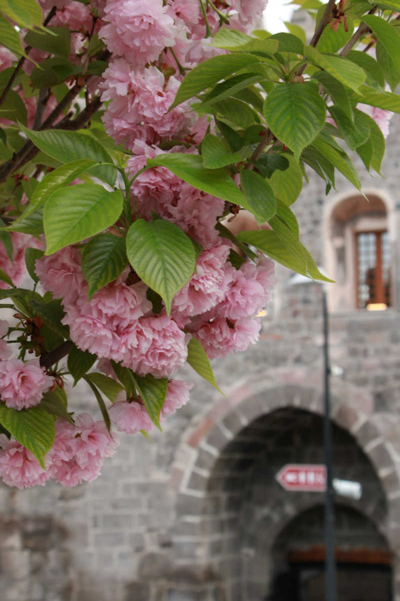 Wall Poster - Cherry Blossom Tree in Turkey