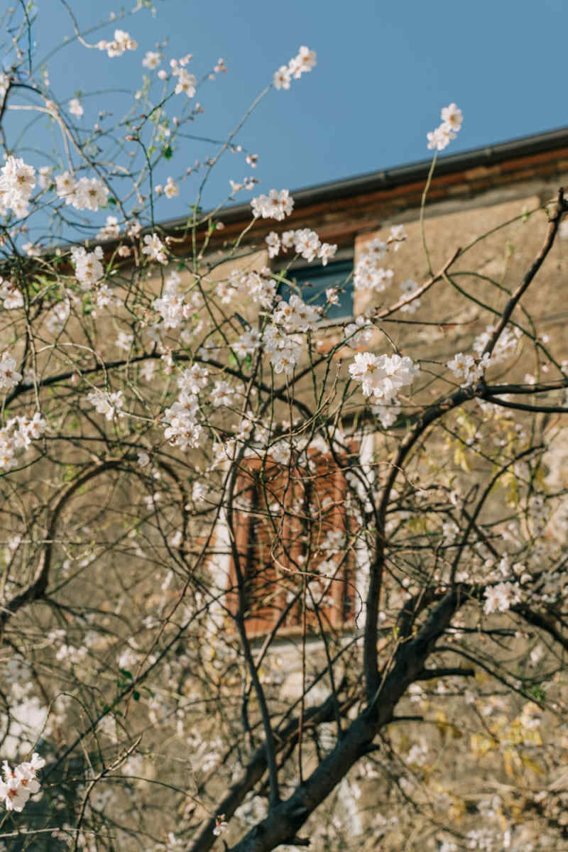 Wall Poster - Cherry Blossom Tree in Tuscany