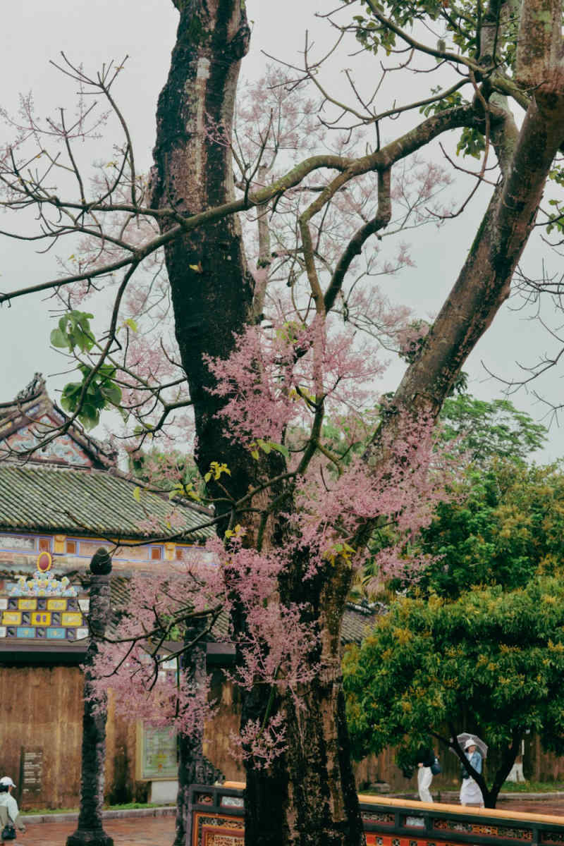 Wall Poster - Cherry Blossom Tree in Vietnam