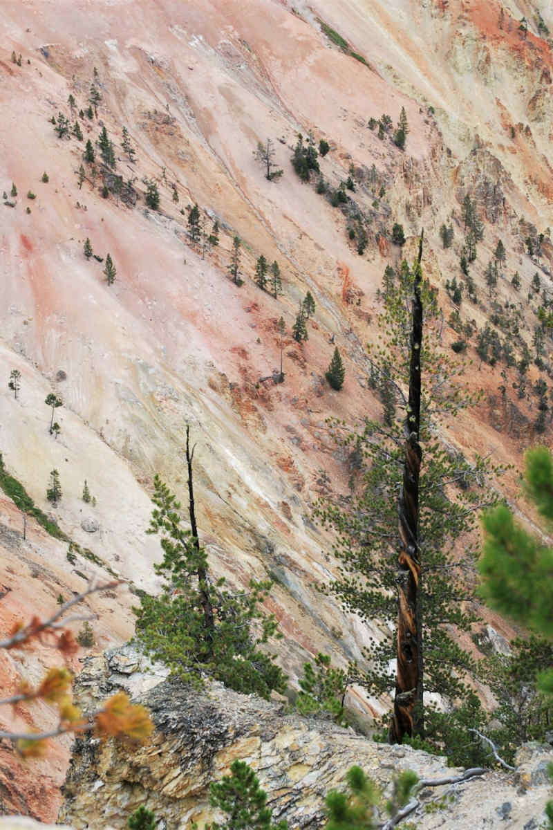 Wall Poster - Cherry Blossom Tree in Yellowstone