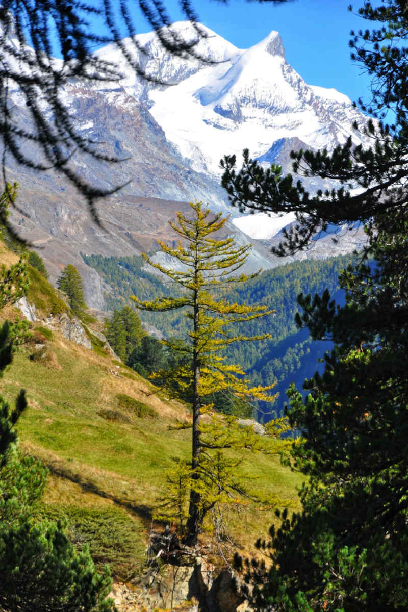 Wall Poster - Cherry Blossom Tree in Zermatt