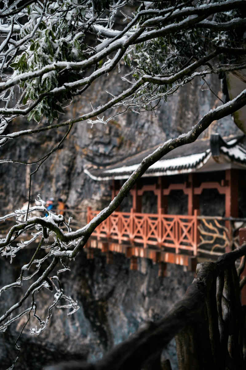Wall Poster - Cherry Blossom Tree in Zhangjiajie