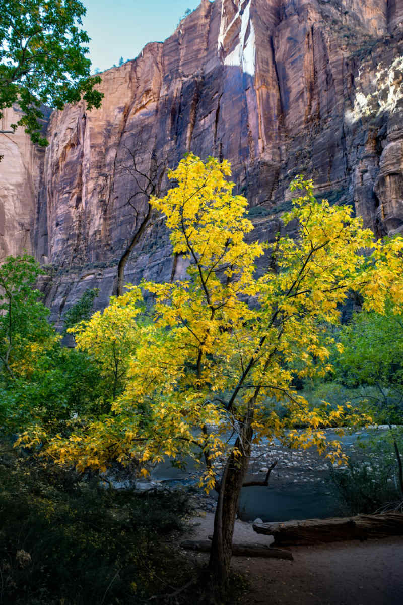 Wall Poster - Cherry Blossom Tree in Zion National Park