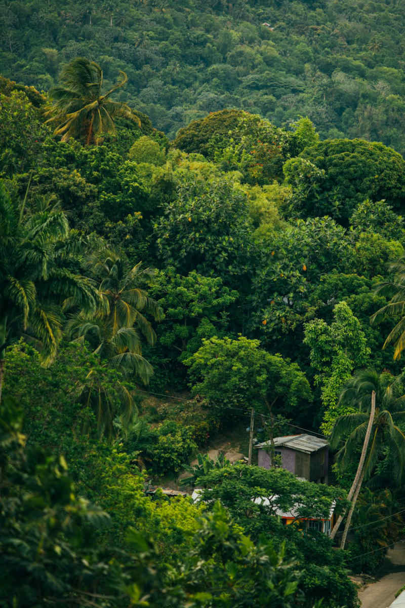 Wall Poster - City Skyline in the Amazon Rainforest