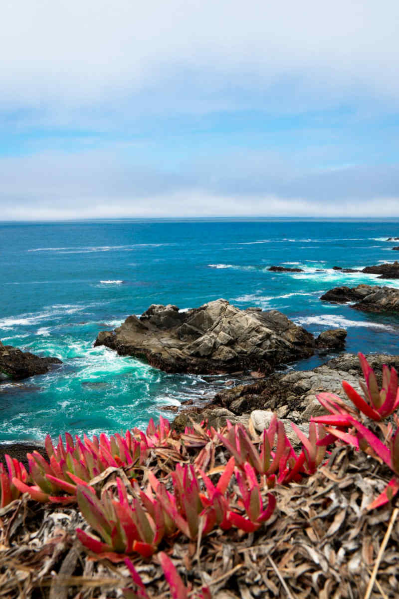 Wall Poster - Coral Reef in Big Sur