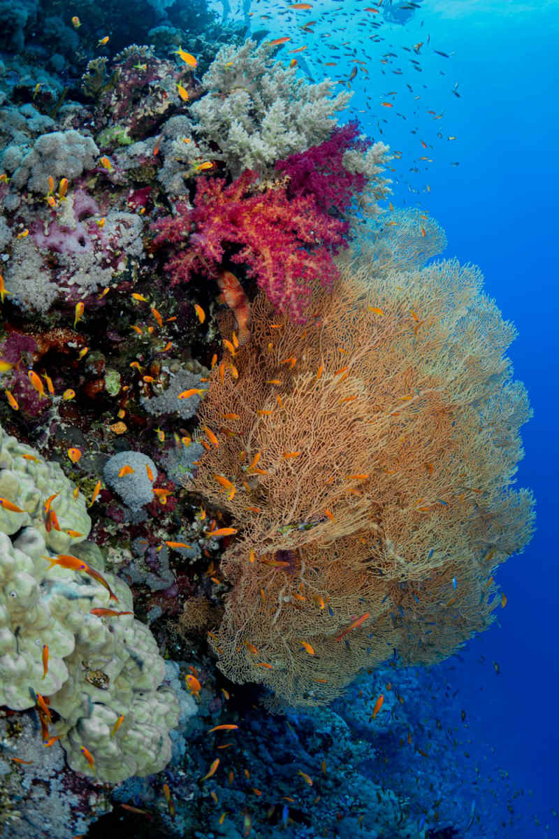 Wall Poster - Coral Reef in Egypt