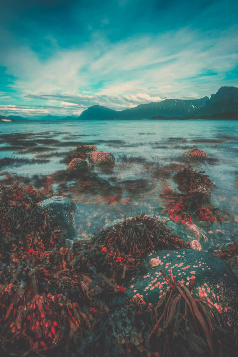 Wall Poster - Coral Reef in Norway