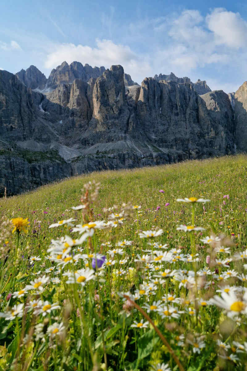 Wall Poster - Coral Reef in the Dolomites