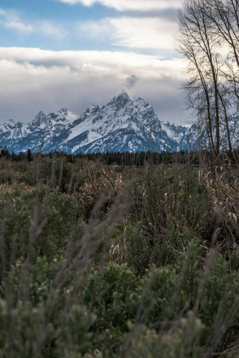 Wall Poster - Coral Reef in the Grand Tetons