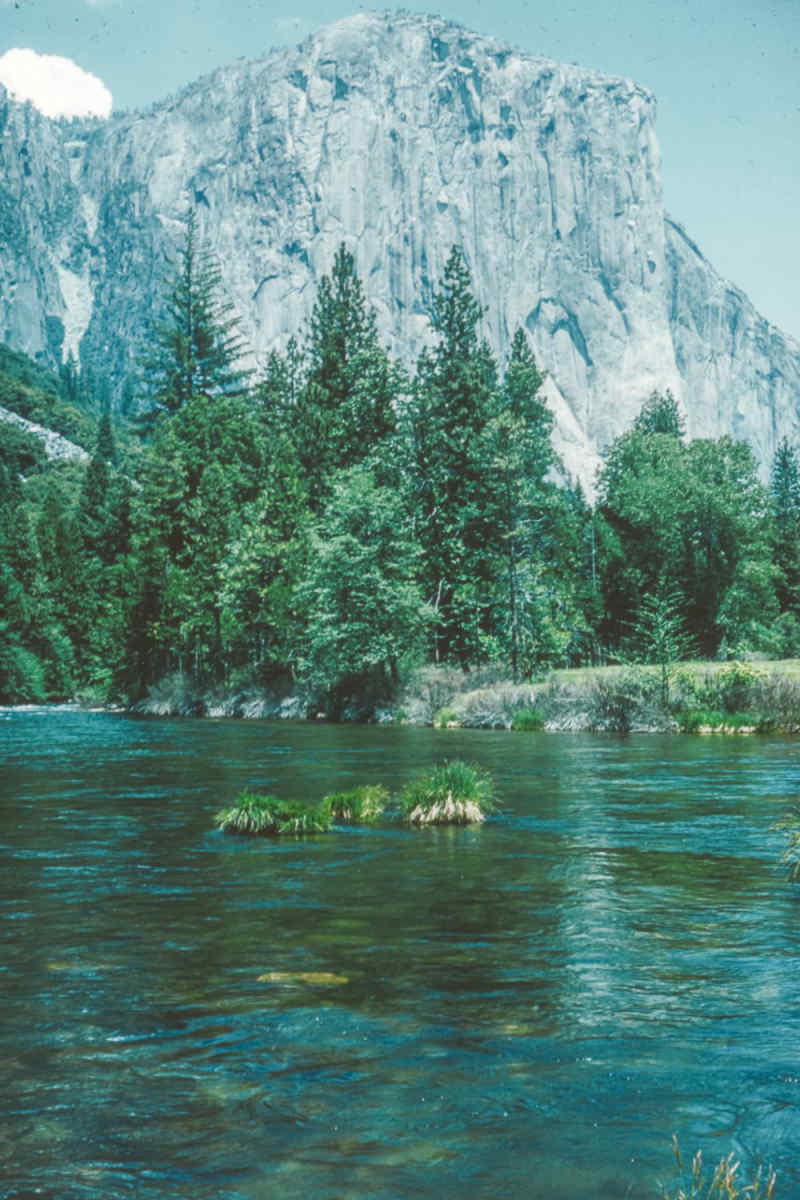 Wall Poster - Coral Reef in Yosemite