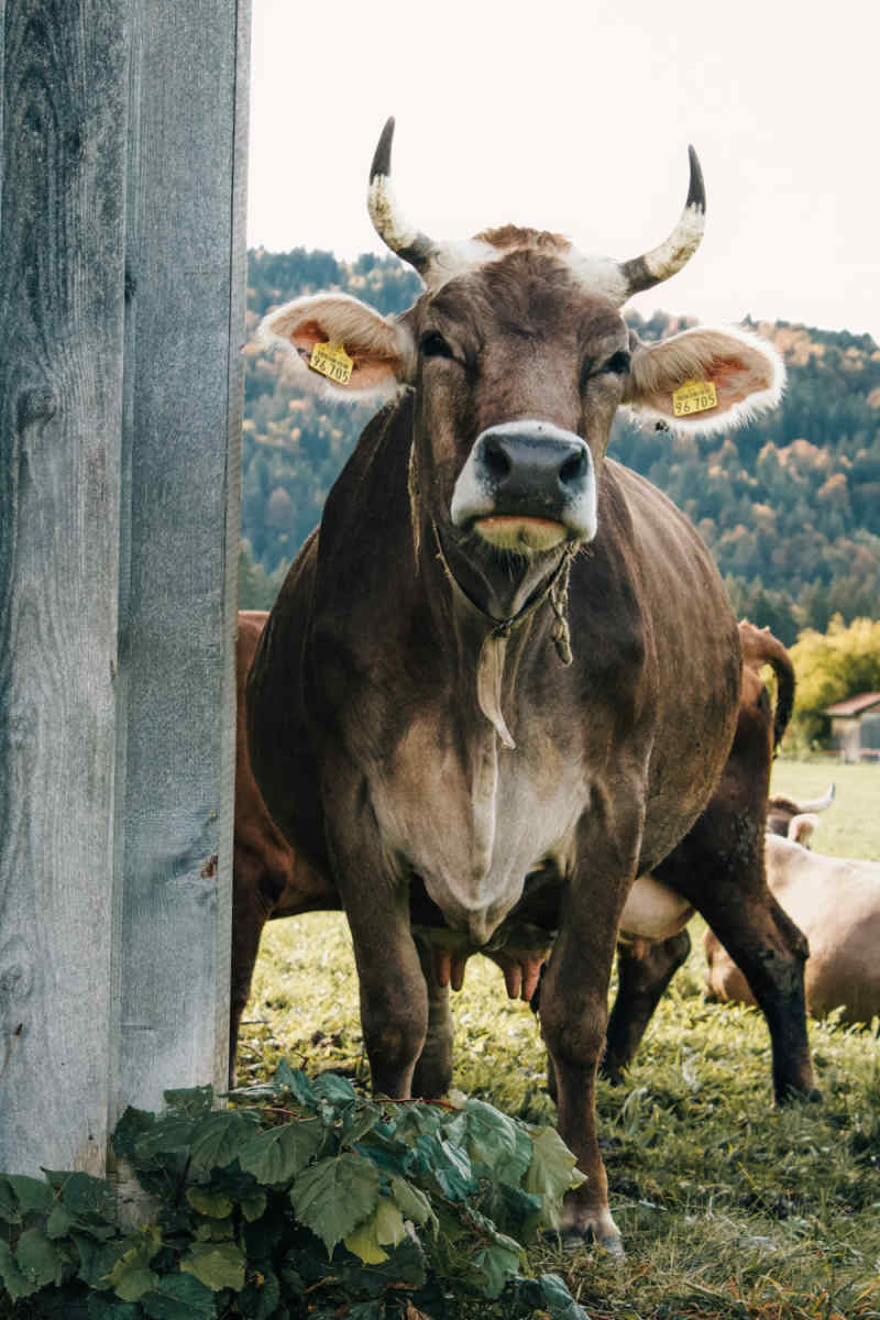 Wall Poster - Countryside in Bavaria